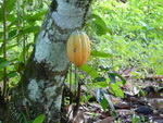 Ausflug Nationalpark  Kakaobohne bei dem Wasserfall (DOM).
